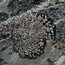 Image of alpine bellemerea lichen