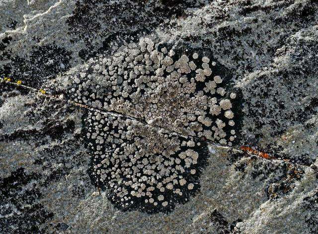 Image of bellemerea lichen