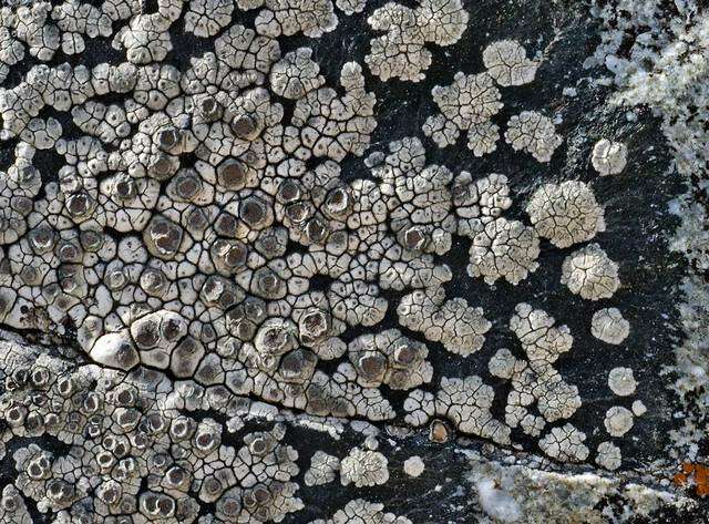 Image of bellemerea lichen