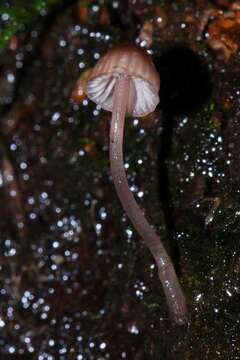 Image of <i>Mycena nebula</i>