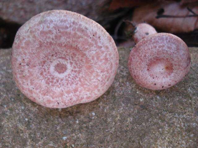 Image of <i>Lactarius subpurpureus</i>