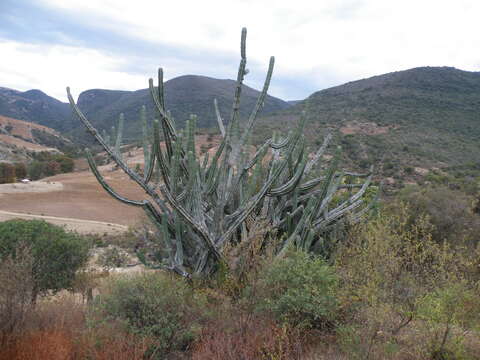 Imagem de Pilosocereus chrysacanthus (F. A. C. Weber) Byles & G. D. Rowley