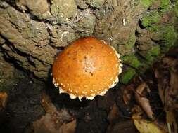 Hemistropharia resmi