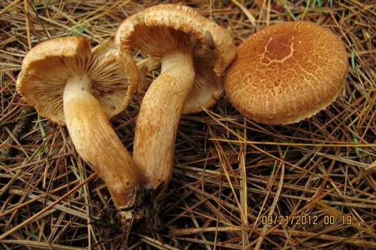 Слика од Tricholoma vaccinum (Schaeff.) P. Kumm. 1871