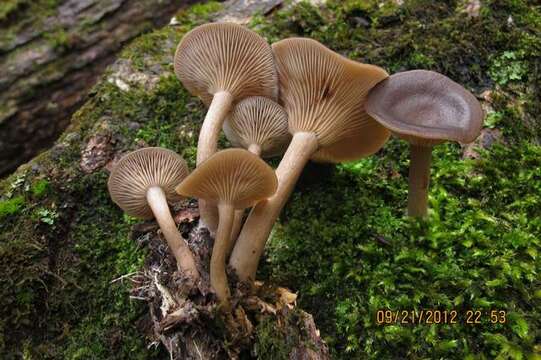 Image de Pseudoclitocybe