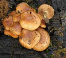 Pholiota resmi