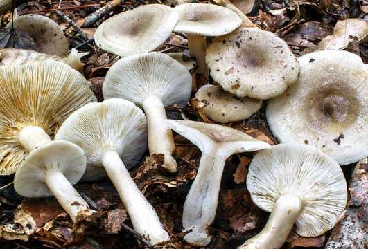 Image of Lactarius cinereus Peck 1872