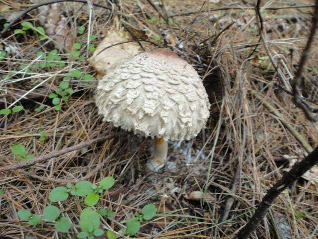 Image of Chlorophyllum