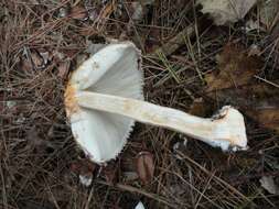 Image of Chlorophyllum