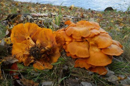 Image of Omphalotus