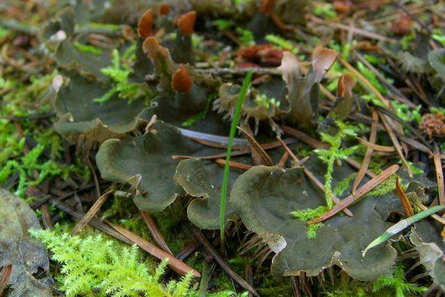 Image of Peltigeraceae