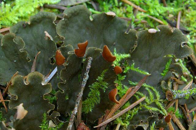 Image of Peltigeraceae