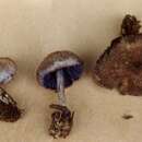 Image of Entoloma euchroum (Pers.) Donk 1949