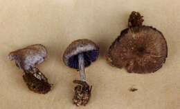 صورة Entoloma euchroum (Pers.) Donk 1949