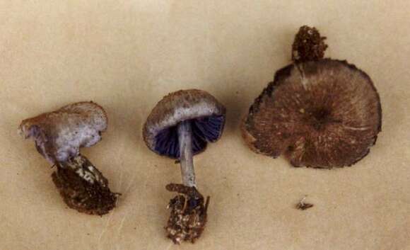 Image of Entoloma euchroum (Pers.) Donk 1949