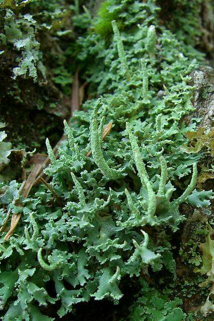 Image of cup lichen