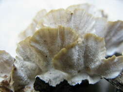 Image of Trametes