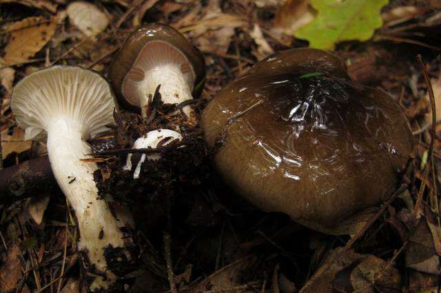 Sivun Hygrophorus fuligineus Frost 1884 kuva