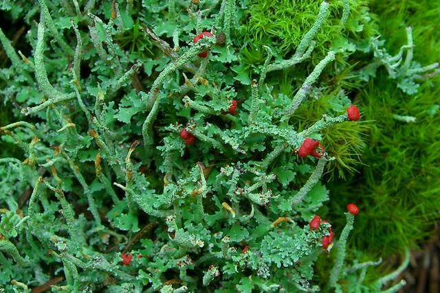 Image of cup lichen