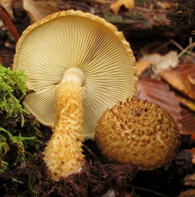 Слика од Leucopholiota