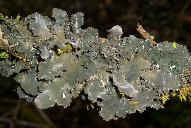 Image of Nephromataceae