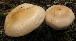 Image of Hygrophorus