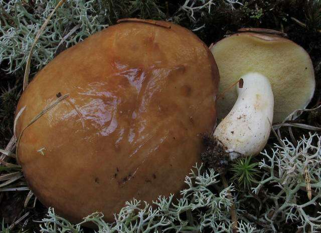 Image of Suillus brevipes (Peck) Kuntze 1898