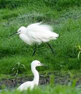 Image of Little Egret