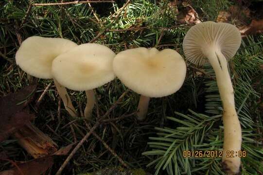 Image of Waxcaps