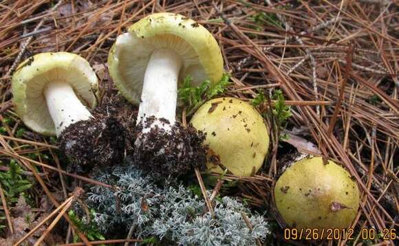 Image of Tricholoma intermedium Peck 1888