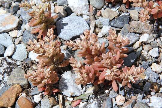 Image of Sedum eriocarpum Sibth. & Sm.