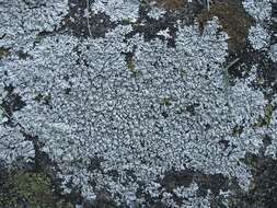 Image of Blue-gray rosette lichen