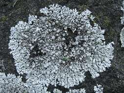 Image of Blue-gray rosette lichen