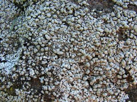 Image of Blue-gray rosette lichen