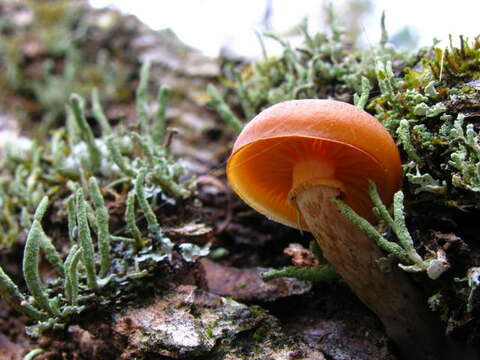 Image of Galerina