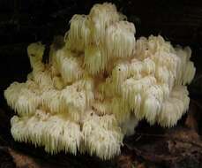 Image of Hericium americanum Ginns 1984