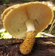 Image de Leucopholiota