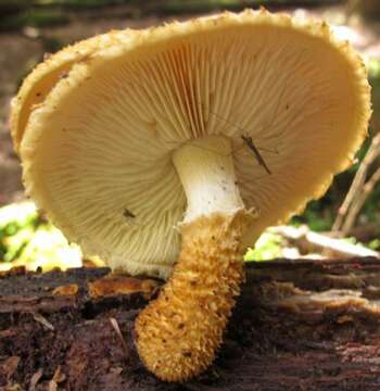 Image de Leucopholiota