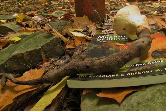 Image of Polyporus