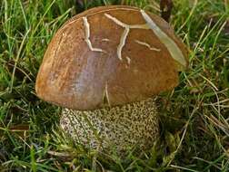 Image of Leccinum