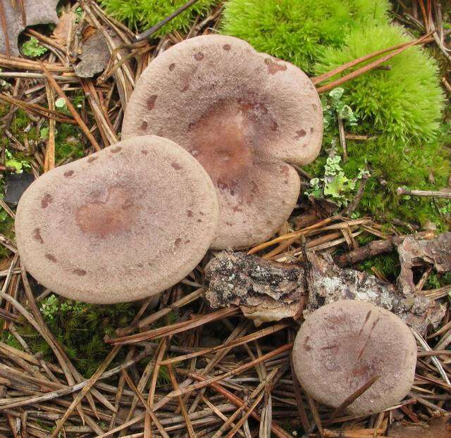 Image of Lactarius mammosus Fr. 1838