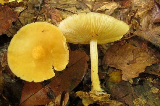 Imagem de Marasmius strictipes (Peck) Singer 1943