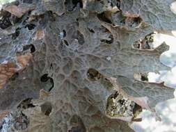 Image of lung lichen