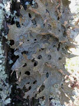 Image of lung lichen