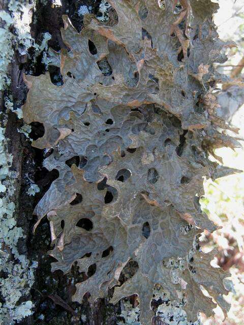 Image of lung lichen