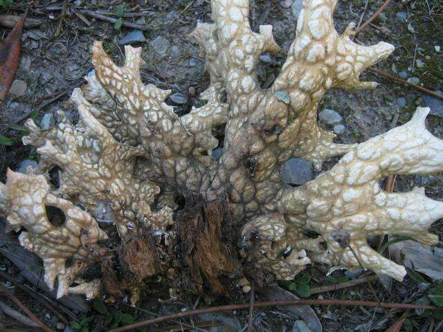 Image of lung lichen