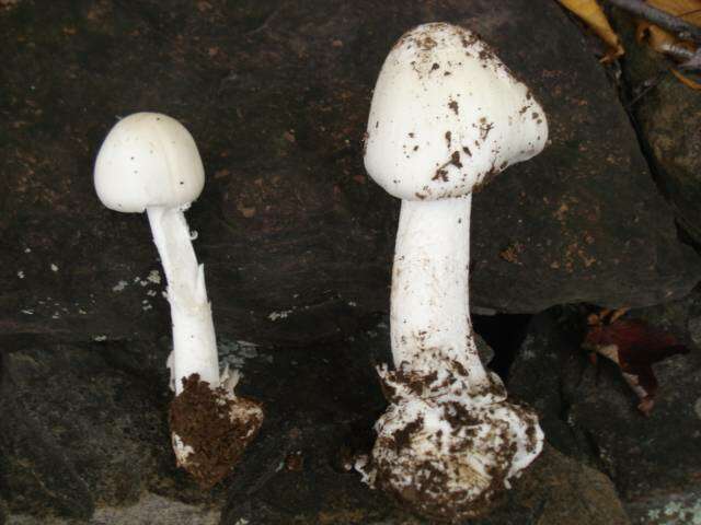 Слика од Amanita suballiacea (Murrill) Murrill 1941