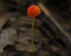 Image of Mycena acicula (Schaeff.) P. Kumm. 1871