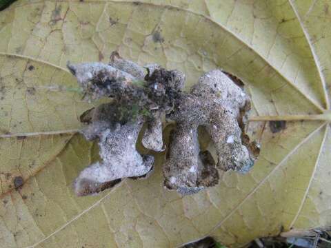 Image of spotted felt lichen