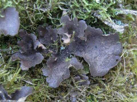 Image of spotted felt lichen